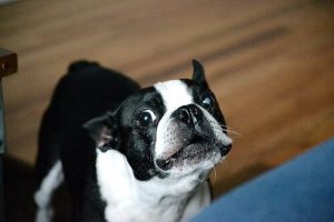 Weet jij precies waarom honden janken?