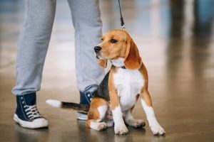 Je hond kent jou beter dan wie dan ook