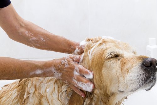 Je hond wassen