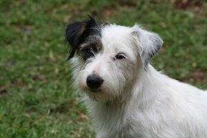 Vijf kalmeringssignalen die je hond gebruikt