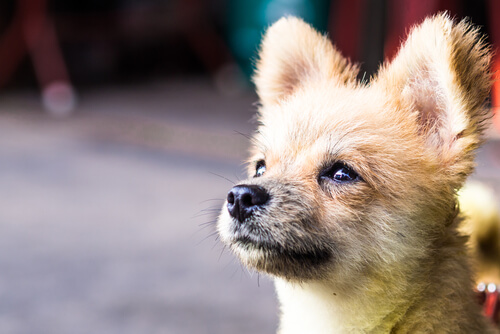 Kan elke hond gecastreerd worden