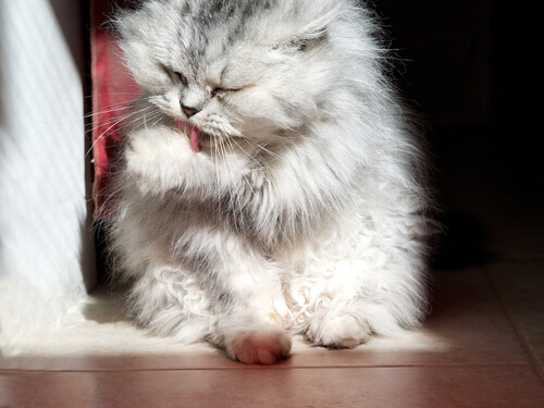 Een kat verzorgt zichzelf