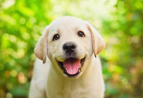 Labrador retriever