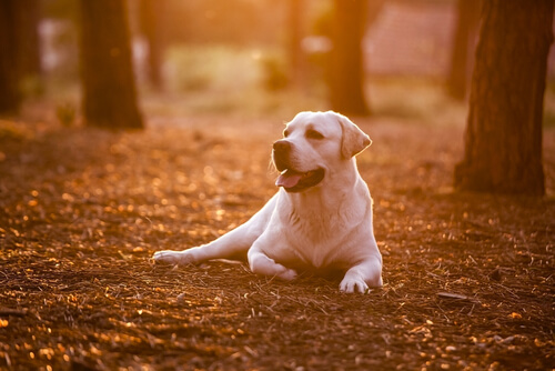 Leer van je hond