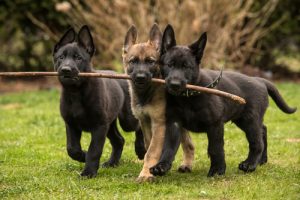 Liefdevolle hondenrassen: 8 uitblinkers