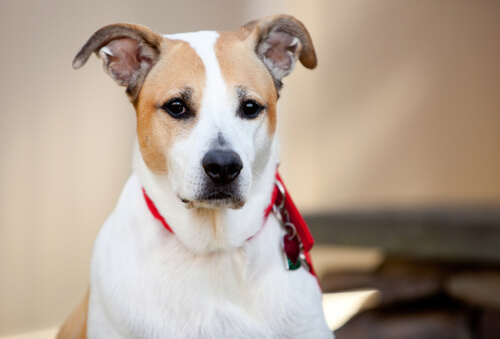 Liefdevolle hondenrassen