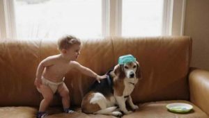 Brief van kind aan overleden hond wordt beantwoord