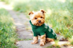 Het spel der namen: leuke namen voor kleine honden