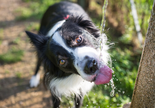 Hondje drinkt water