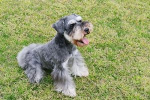 Honden in rasgroep 2: rassenclassificatie volgens de FCI