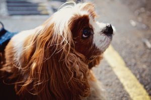 Met je hond praten maakt je slimmer