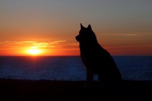 Rouwen om een huisdier: is dat hetzelfde als rouwen om een mens?