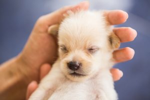 Een rustige hond: het is mogelijk!