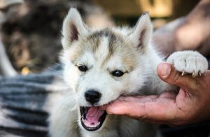 21 schokkende zaken over honden die je niet wist: deel 1