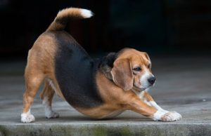 5 noodsignalen van je hond