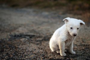 Een zwerfhond redden: hoe doe je dat?