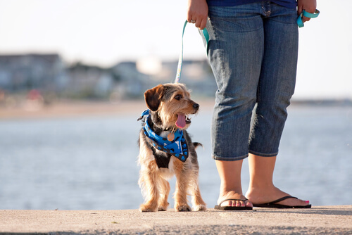 Met de hond wandelen