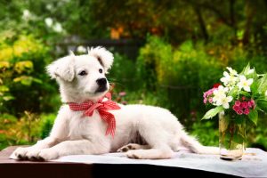 Doe het nooit! Dingen die honden haten