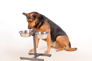 Wat is een goed aantal maaltijden voor een hond?