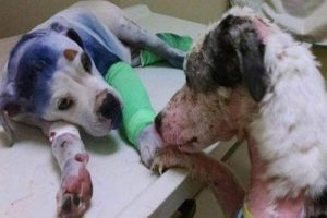 Echte vriendschap tussen mishandelde honden