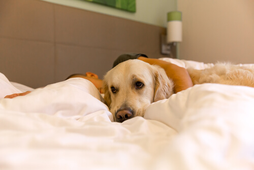Zieke hond in bed