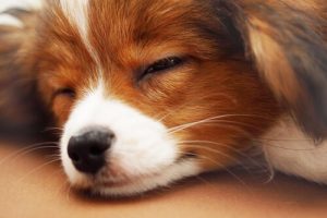 5 tips om je hond de hele nacht te laten doorslapen