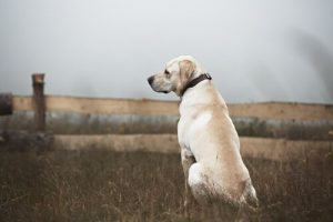 Hoe je je moet gedragen bij zwerfhonden