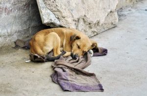 Als dieren redden betekent dat je je eigen leven moet riskeren