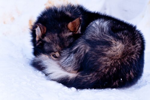 Bevroren hond die werd gevonden op de top van een berg