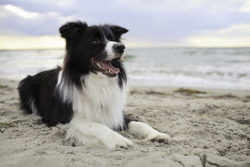 Bordercollie