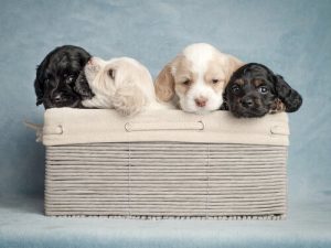 Hoe kun je het beste de juiste naam voor je hond kiezen