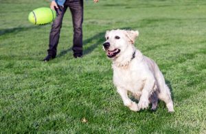 Een hond is een echte mensenvriend