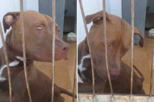 Hond werd gered uit een auto en herstelt in opvang
