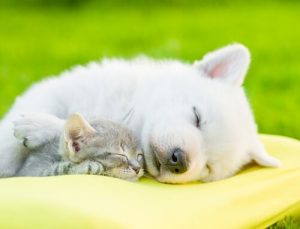 Waarom het zo belangrijk is om te zorgen dat je hond slaapt