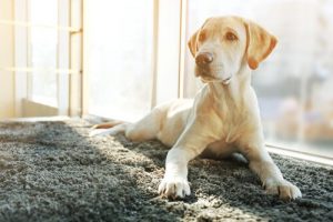 Hoe het karakter van een gecastreerde hond verandert