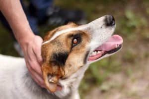 Er bestaat een land zonder zwerfhonden