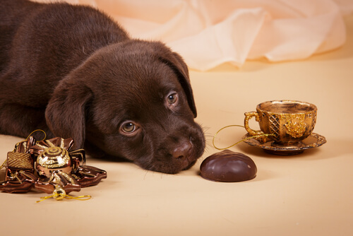 Hond eet chocolade