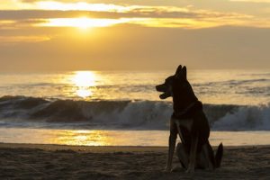 Hoe lang na de dood van je huisdier kun je een nieuw huisdier nemen?