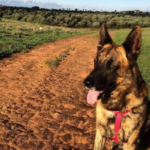 Nieuw huisdier dat moe is van het rennen