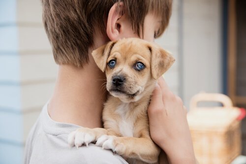 Honden en astma bij kinderen