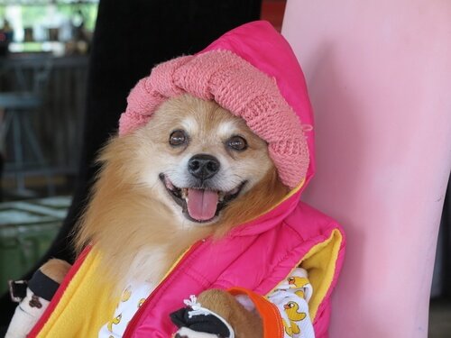 Hond met een roze jas aan