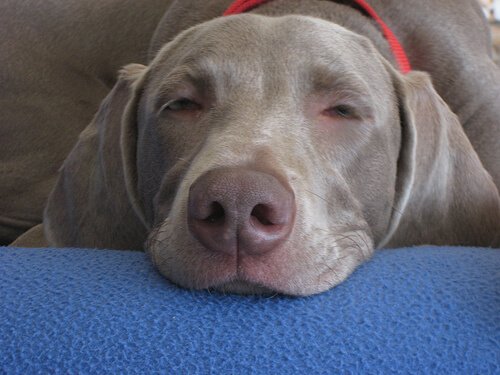 Zou het niet fijn zijn om je hond de hele nacht te laten doorslapen?