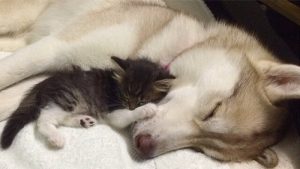 Lilo de husky adopteerde een kat