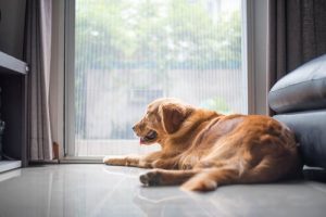 Hoe gevaarlijk is verveling voor een hond?