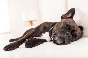 9 redenen waarom honden overgeven