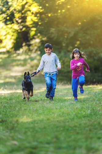 Het trainen van Duitse herders