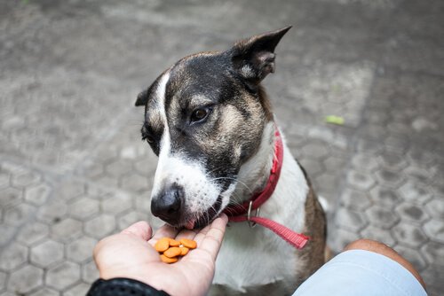 Eten is van invloed op de levensverwachting van je hond