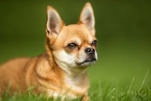 Dingen die winderigheid bij honden veroorzaken