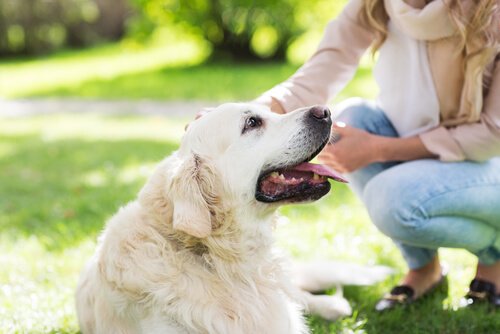 Hond die geniet van zijn hondenmassages