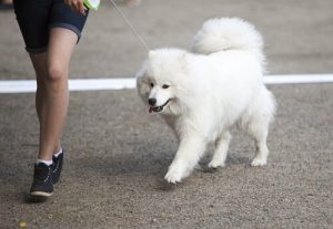 Waar moeten we op letten wanneer we de hond uitlaten?